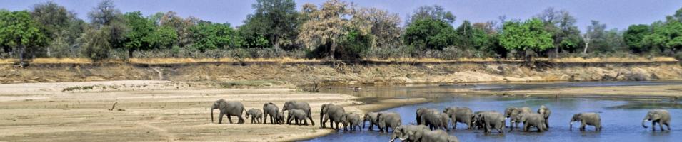 Elephants crossing the Luangwa River